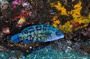 Centrolabrus trutta-Acores Sao Miguel Tufo-11m-20170827-Denis-ADER-DSC_0589_tn